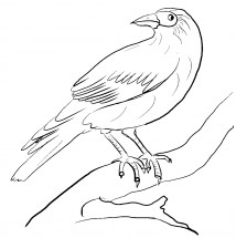 Ворона вполоборота - раскраска					№10771