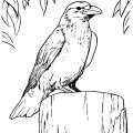 Ворона на пеньке - раскраска №11597