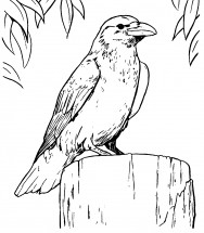 Ворона на пеньке - раскраска					№11597