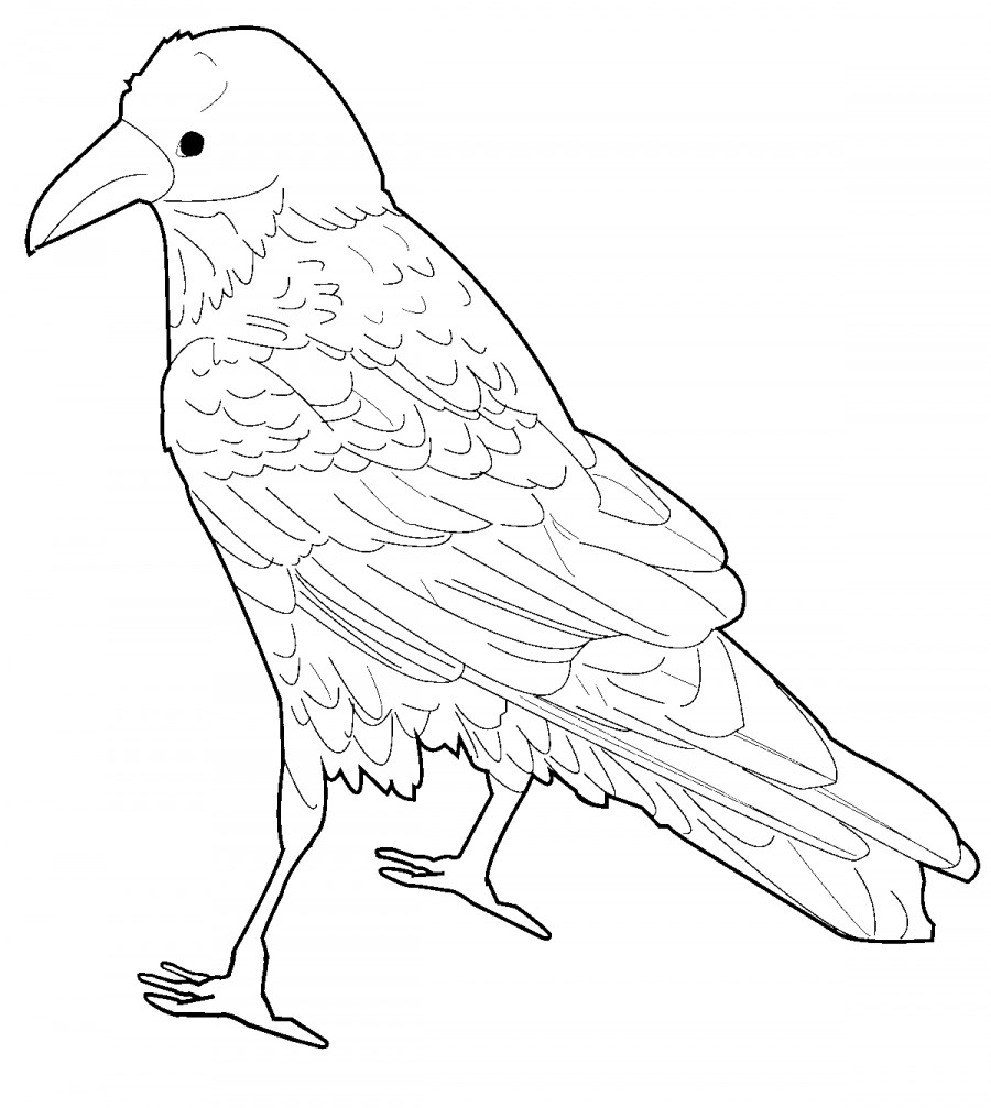Ворона типичная - раскраска №10143
