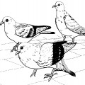 Три голубя - раскраска №9461