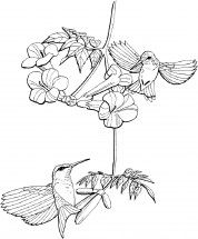 Две птички колибри - раскраска					№2219