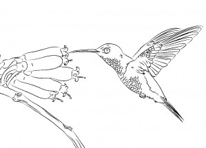 Колибри пьет нектар - раскраска					№3090