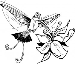 Красивая колибри - раскраска					№12453