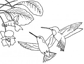 Пара колибри - раскраска					№12452