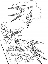 Ласточки и гнездо - раскраска					№2215