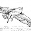 Грустный орел - раскраска №1684
