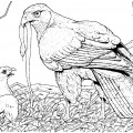 Орел и птенцы - раскраска №13740