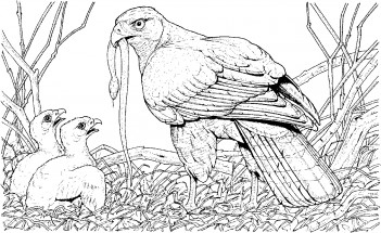 Орел и птенцы - раскраска					№13740