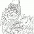 Орел и роза - раскраска №13705
