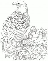 Орел и роза - раскраска					№13705