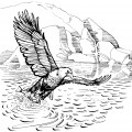 Орел ловит рыбу - раскраска №2790