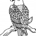 Орел на ветке - раскраска №3206
