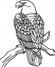 Орел на ветке - раскраска					№3206