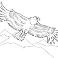 Орел парит в воздухе - раскраска №3005
