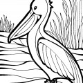 Пеликан в траве - раскраска №3982