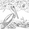 Пеликан и цветы - раскраска №2138
