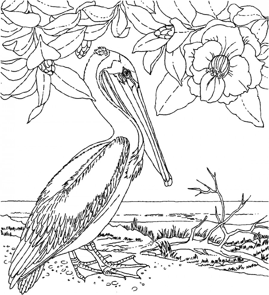 Пеликан и цветы - раскраска №2138
