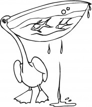 Пеликан с рыбами во рту - раскраска					№2326