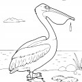Пеликан у моря - раскраска №11925