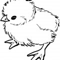Пушистый цыпленок - раскраска №11753
