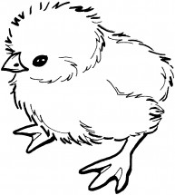 Пушистый цыпленок - раскраска					№11753