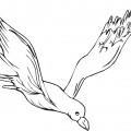 Красивая чайка - раскраска №1831