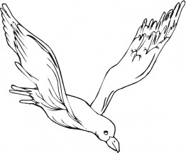 Красивая чайка - раскраска					№1831