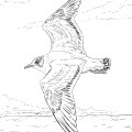 Чайка в полете - раскраска №10746