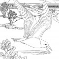 Чайка в природе - раскраска №14192