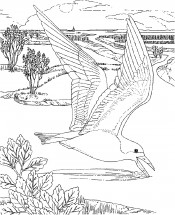 Чайка в природе - раскраска					№14192