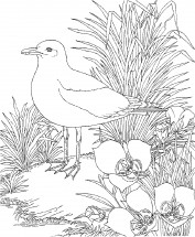 Чайка и цветы - раскраска					№2237