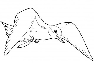 Чайка с крыльями - раскраска					№12572