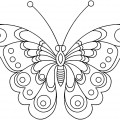 Бабочка махаон - раскраска №10004