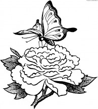 Бабочка на розе - раскраска					№8047