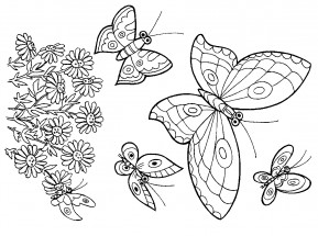 Много бабочек - раскраска					№11006