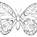 Пестрая бабочка - раскраска №2354