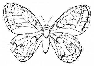 Пестрая бабочка - раскраска					№2354