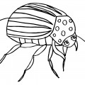 Колорадский жук - раскраска №2049