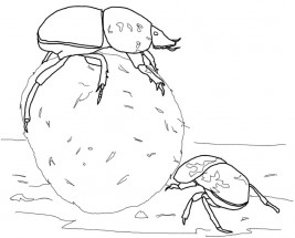 Навозные жуки - раскраска					№2209