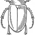 Толстый жук - раскраска №2339