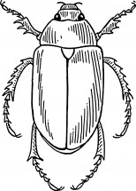 Толстый жук - раскраска					№2339