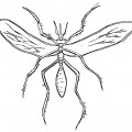 Ужасный комар - раскраска №9815