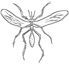 Ужасный комар - раскраска					№9815