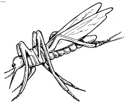 Яркий комар - раскраска					№9846