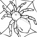 Паук на паутине - раскраска №13433