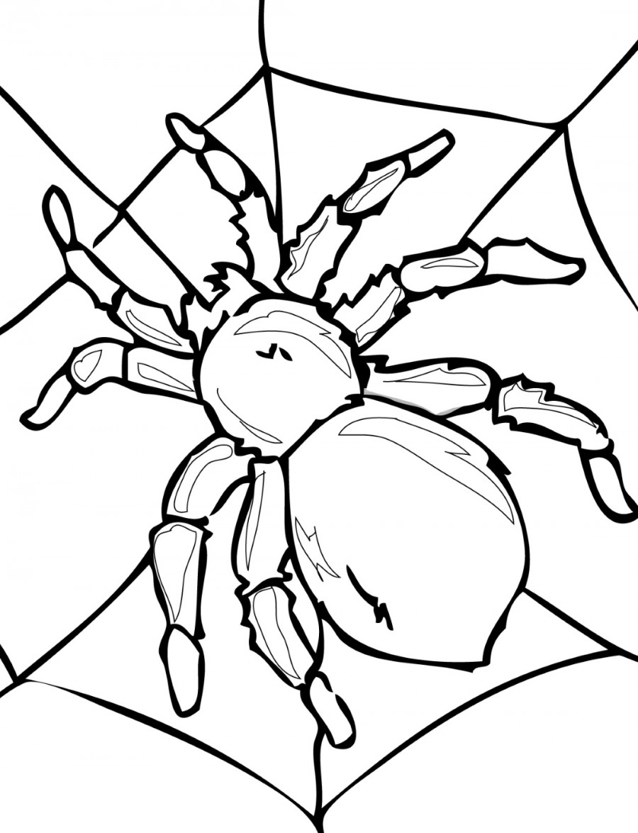Паук на паутине - раскраска №13433