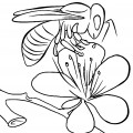 Пчела на цветке - раскраска №11422