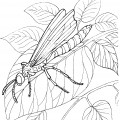 Стрекоза на листочках - раскраска №2338
