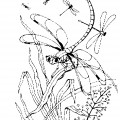 Стрекозы в природе - раскраска №2051
